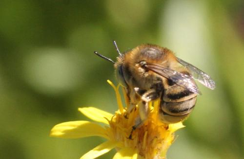 Réf. 293 342 : Anthophora bimaculata